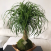 Ponytail Palm Kokedama indoor plant