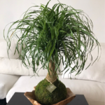 Ponytail Palm Kokedama indoor plant
