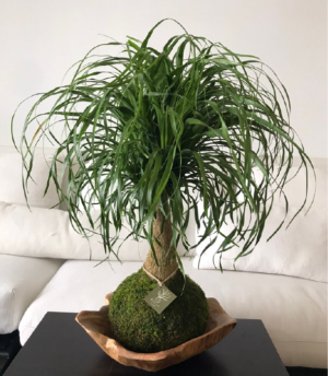 Ponytail Palm Kokedama indoor plant