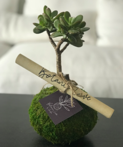 Bonsai Jade Plant Kokedama