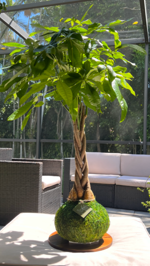 palm tree plants Majesty Palm main image 0