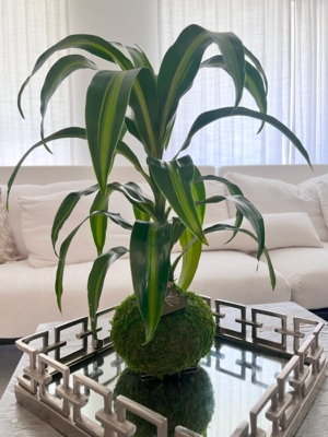 Dracaena Fragrans - Corn Plant Kokedama - M