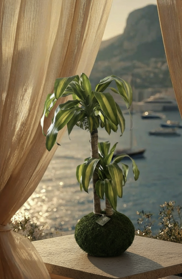 Dracaena Fragrans - Corn Plant Kokedama