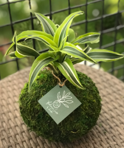 Dracaena Lemon Lime - Warneckii Kokedama