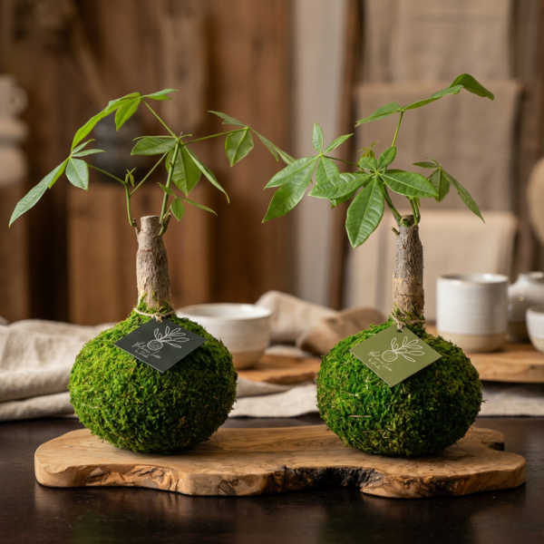 Bonsai Money Tree Stump Kokedama