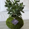 Jase plant kokedama (crasula ovata)