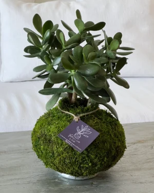 Jase plant kokedama (crasula ovata)
