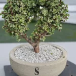 Elpehant Bush (Jade) Bonsai shaped into a heart form