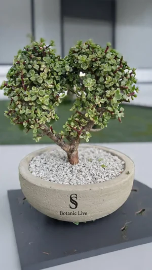 Elpehant Bush (Jade) Bonsai shaped into a heart form