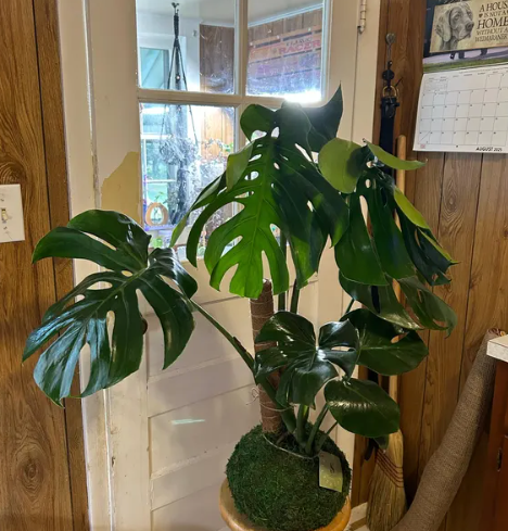 Andrea's review photo