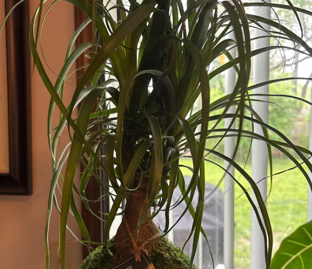Ayawnne's Ponytail Palm review
