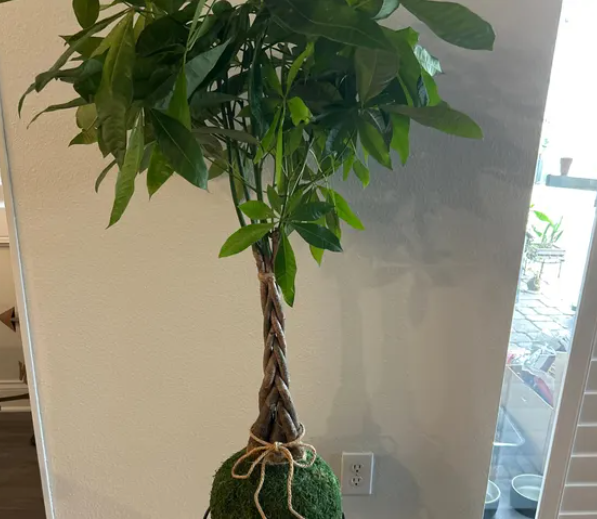 Melissa's Money Tree review